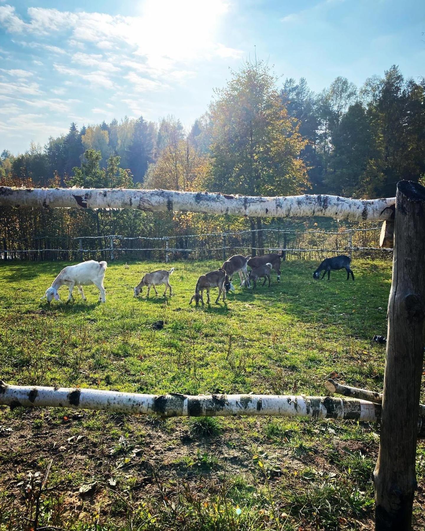 Koziula - Domki I Lesne Spa Na Kaszubach Przywidz (Gdansk) Exterior foto